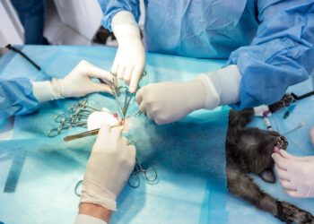 Yavru kedilerin kısırlaştırılması