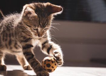 yavru kedileri sosyalleştirme