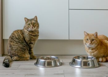 yavru kedilerde mama tercihi