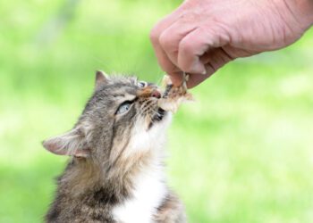 kedilerin acıktığı nasıl anlaşılır