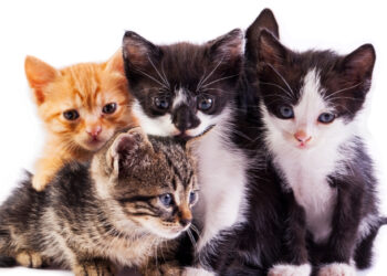 yavru kedi gelişim aşamaları