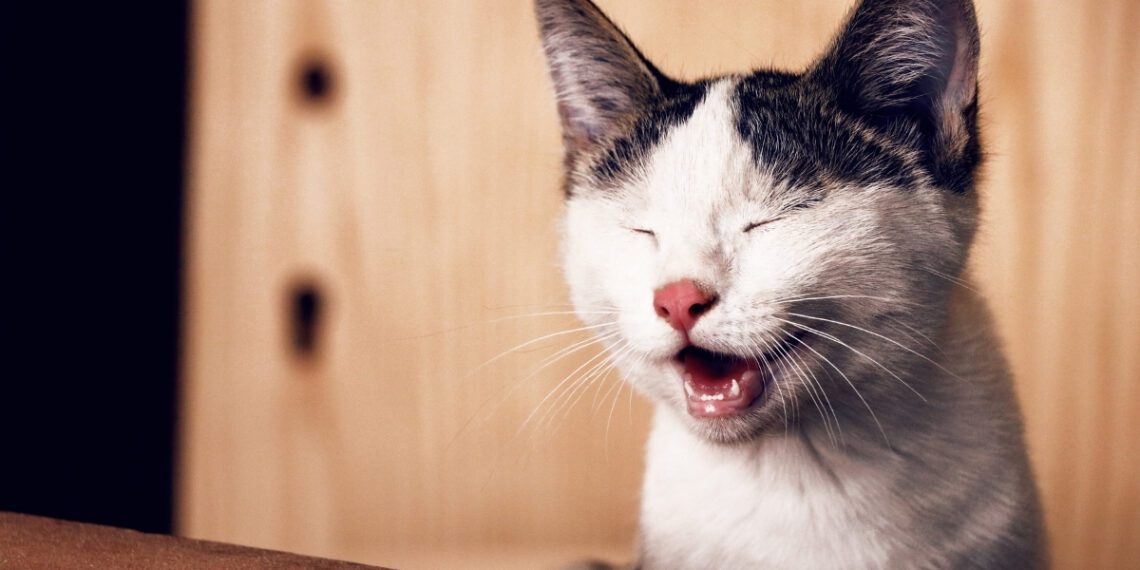 yavru kedilerin gözleri ilk ne zaman açılır