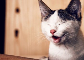 yavru kedilerin gözleri ilk ne zaman açılır