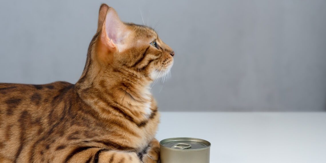 kediler için ton balığı zararlı mıdır