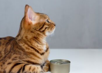 kediler için ton balığı zararlı mıdır