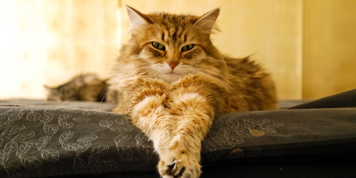 kedi pati şişmesi nedenleri