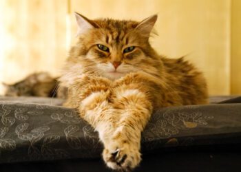 kedi pati şişmesi nedenleri