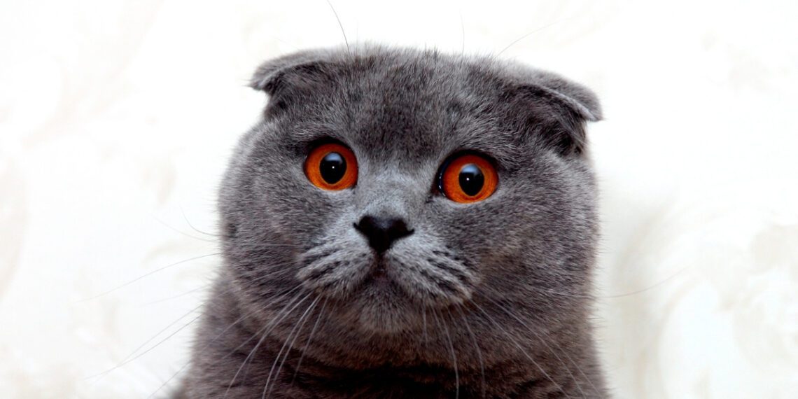 scottish fold kedi özellikleri