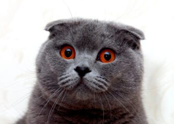 scottish fold kedi özellikleri