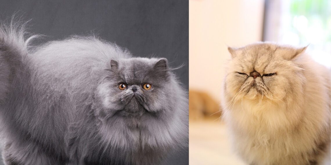 İran Kedisi Merak Edilenler