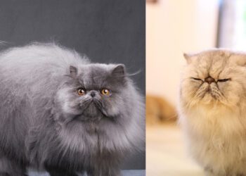 İran Kedisi Merak Edilenler