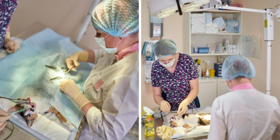 Dişi Kedi Kısırlaştırma