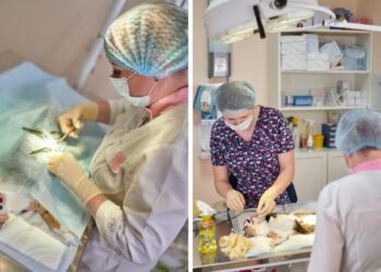 Dişi Kedi Kısırlaştırma