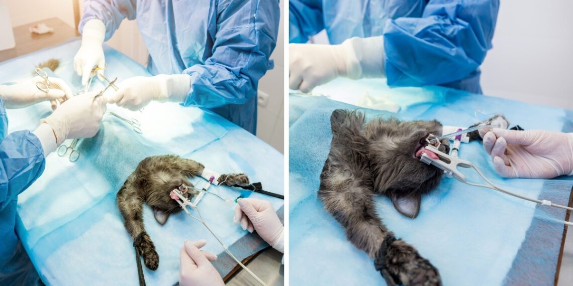 Erkek Kedilerde Kısırlaştırma