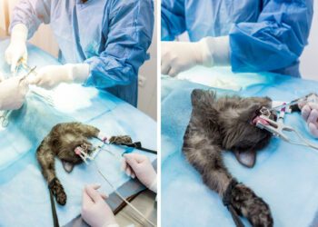 Erkek Kedilerde Kısırlaştırma