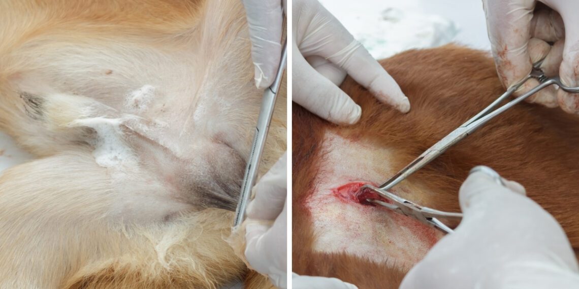 Kedi Kısırlaştırmanın Faydaları