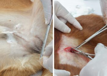 Kedi Kısırlaştırmanın Faydaları