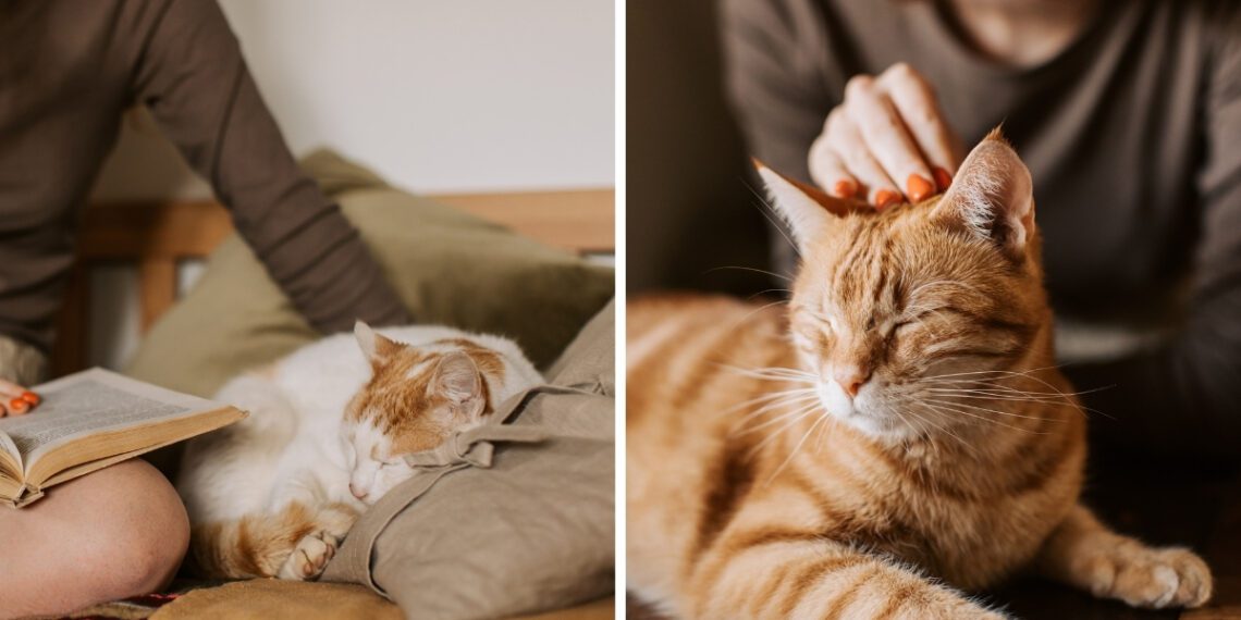 ortalama kedi yaşam süreleri