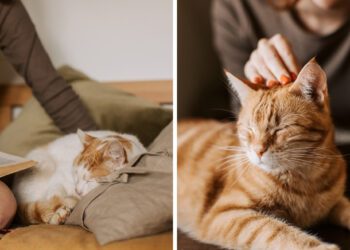 ortalama kedi yaşam süreleri