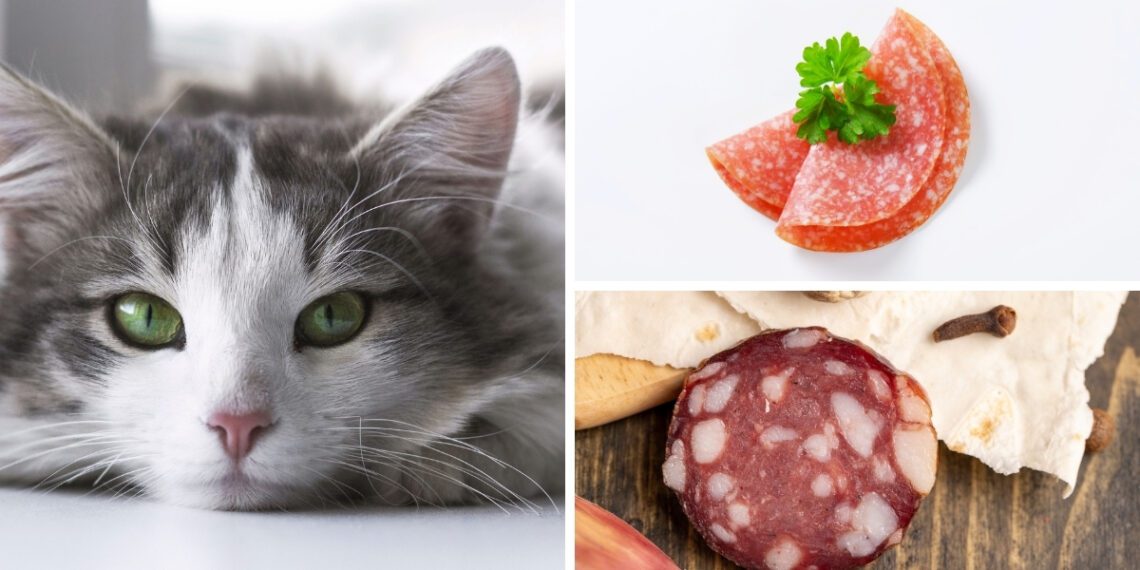 kediler neden salam yemez