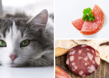 kediler neden salam yemez