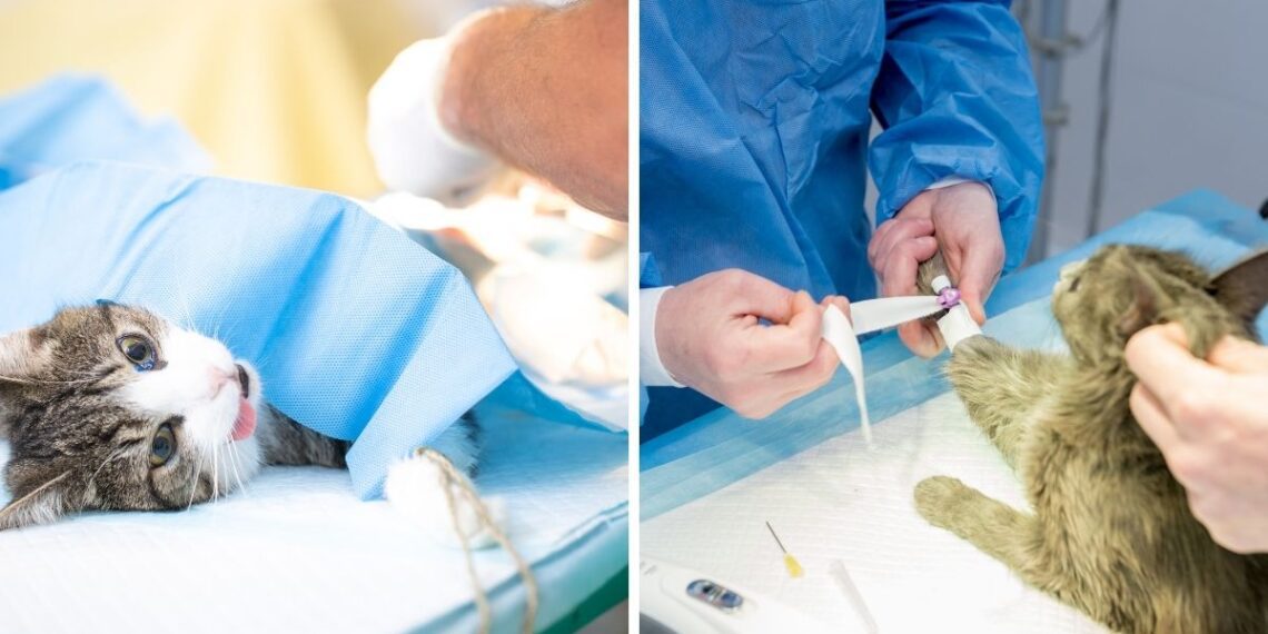 Kedi Kısırlaştırma Sonrası Dikkat Edilecekler