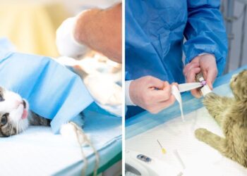 Kedi Kısırlaştırma Sonrası Dikkat Edilecekler