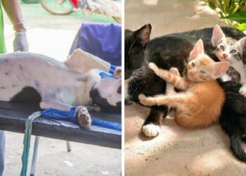 Kedilerde Kısırlaştırma Zamanı