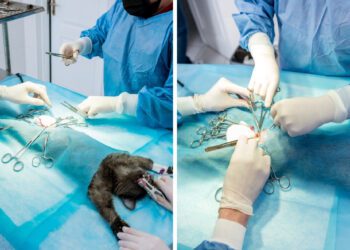 kediler için kısırlaştırılmanın önemi