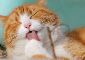 Kedilerde Stres ve Stresi Azaltma Süreci