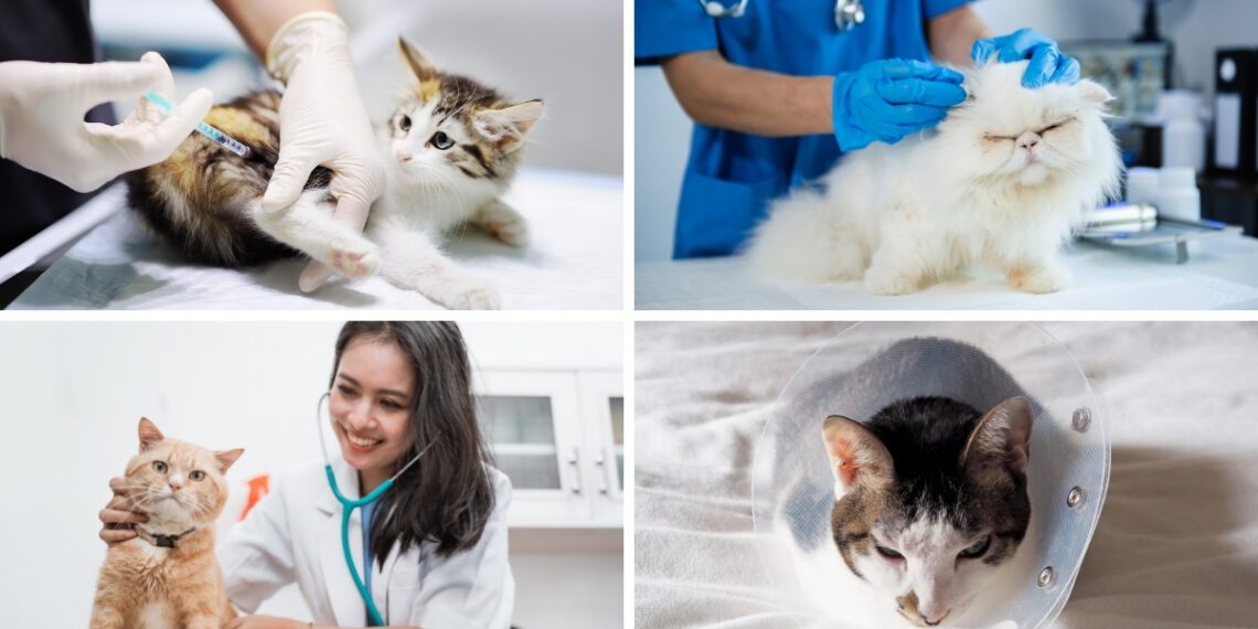 Kedilerden İnsanlara Geçen Hastalıklar Nelerdir?