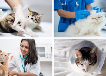 Kedilerden İnsanlara Geçen Hastalıklar Nelerdir?