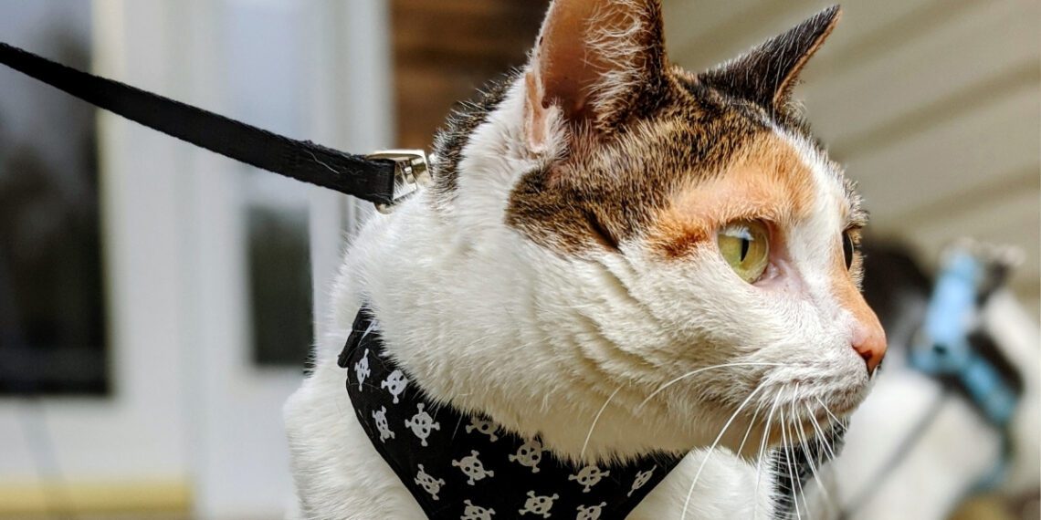 kedilere tasma takılır mı