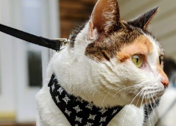 kedilere tasma takılır mı