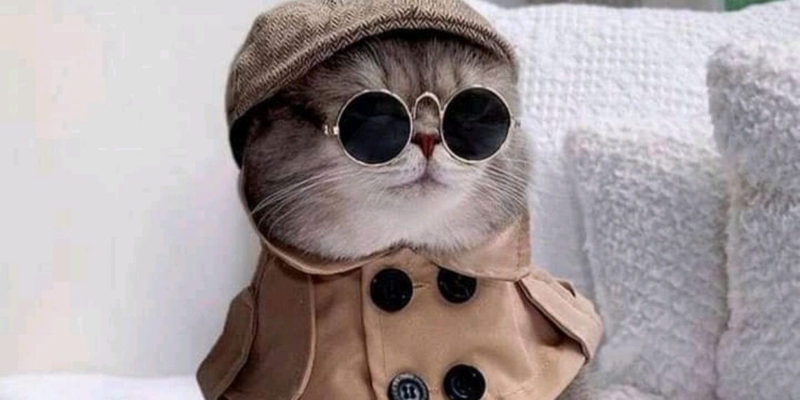 kedilerin mutlu olduğu nasıl anlaşılır