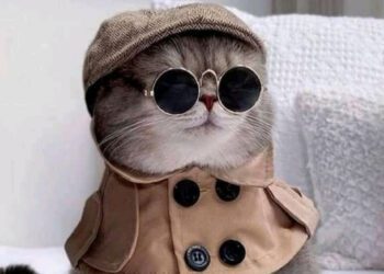 kedilerin mutlu olduğu nasıl anlaşılır