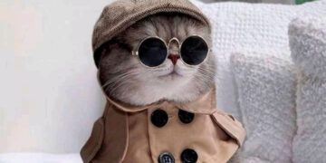 kedilerin mutlu olduğu nasıl anlaşılır