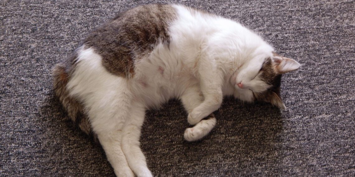 kedilerde hamilelik dönemi