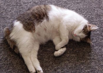 kedilerde hamilelik dönemi