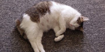 kedilerde hamilelik dönemi