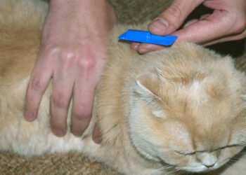 kedilerde pire damlası ne işe yarar