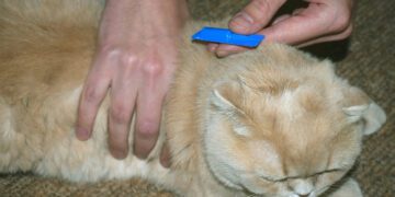 kedilerde pire damlası ne işe yarar