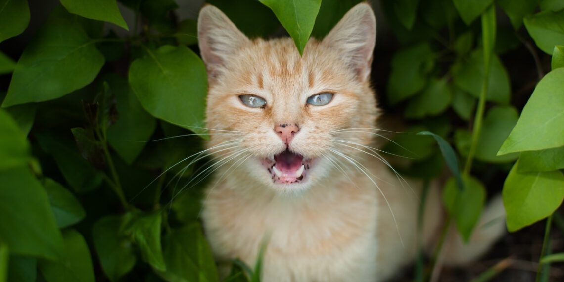 kediler neden miyavlar