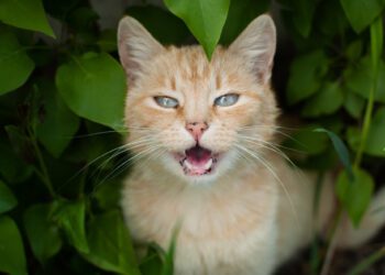 kediler neden miyavlar