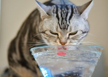 Normal Su Tüketim Miktarı ve Su Miktarını Etkileyen Faktörler