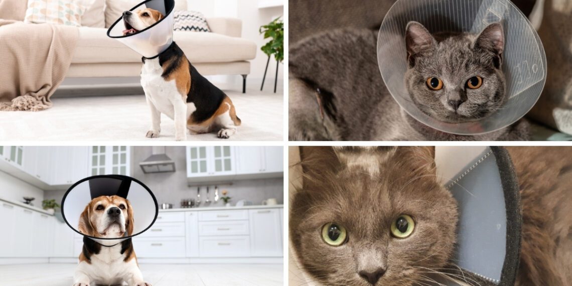 kedi ve köpeklerde elizabeth yakası kullanımı