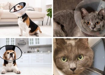 kedi ve köpeklerde elizabeth yakası kullanımı