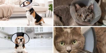 kedi ve köpeklerde elizabeth yakası kullanımı