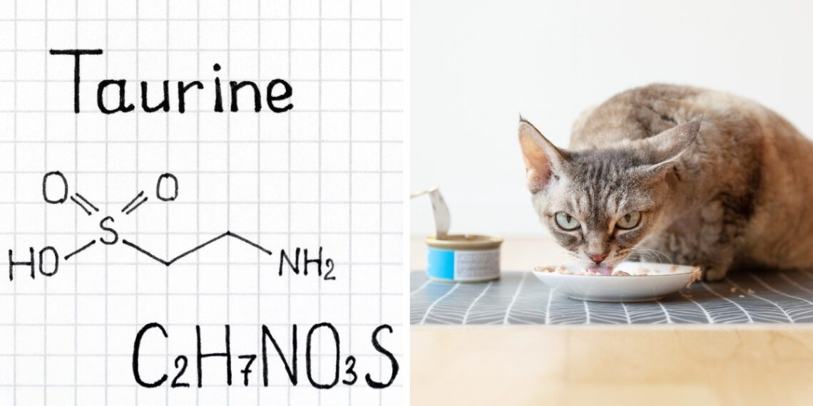 kedilerde taurin eksikliği nedenleri ve belirtileri