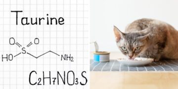 kedilerde taurin eksikliği nedenleri ve belirtileri